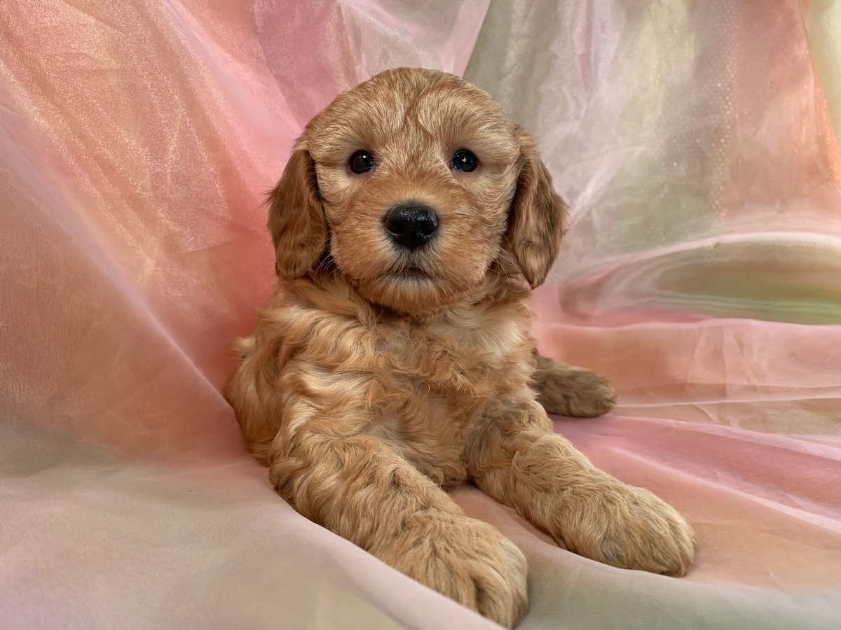 Mini Goldendoodle Born 11-8-2021 $1800 Puppy for Sale Now!